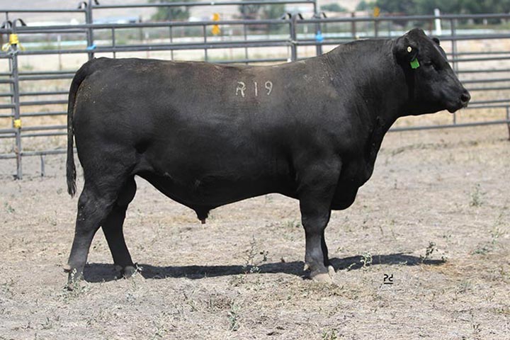 Lot 2 DPL Waylon R19